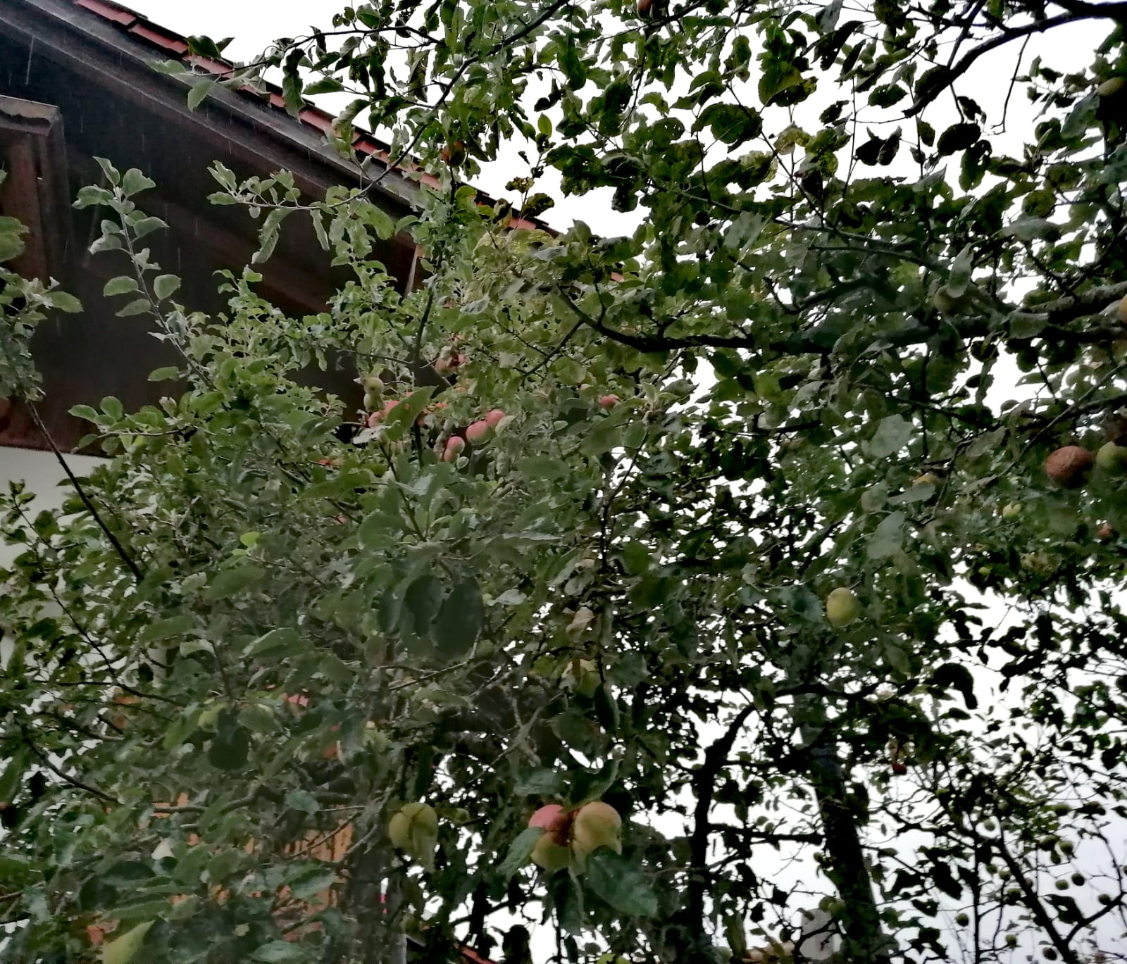 Gartenratsch